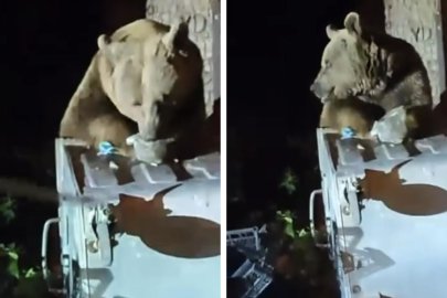 Uludağ'da yemek arayan ayı böyle görüntülendi