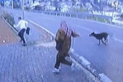 Bursa'da köpek dehşeti: Bacağını kırdı
