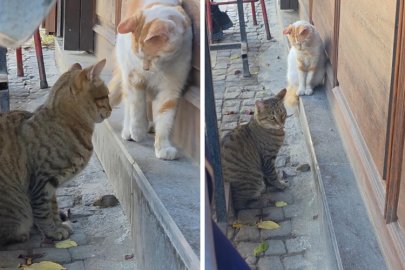 Bir kedi, fareyi diğer kediden korudu