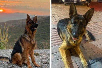 Bursa'da kaybolan Alman kurdunu bulana ödül