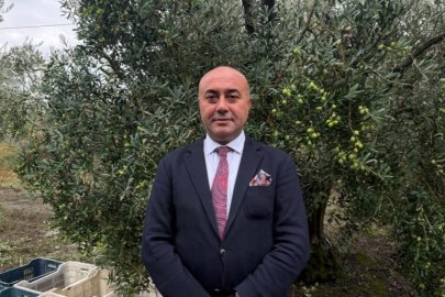 Türkiye'de zeytinde rekor rekolte beklentisi