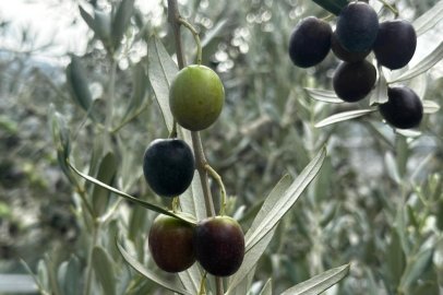 Bursa'da zeytinde rekolte beklentisi belli oldu