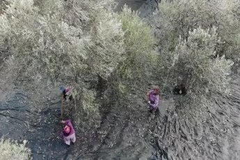Bursa'da zeytinde rekolte beklentisi belli oldu