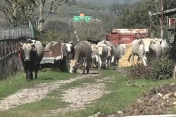 BUÜ'den ithal ete karşı yerli çözüm