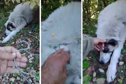 Bursa'da tuzağa yakalanan köpeğe şefkat eli