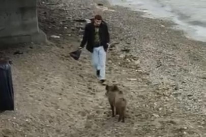 Bursa’da aç kalan domuz Mudanya sahiline indi