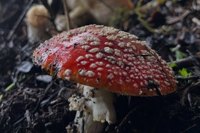 Uzmanı uyardı: Bilinçsiz mantar tüketmeyin!