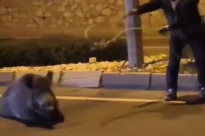 Yaban domuzunu kement atarak yakaladı