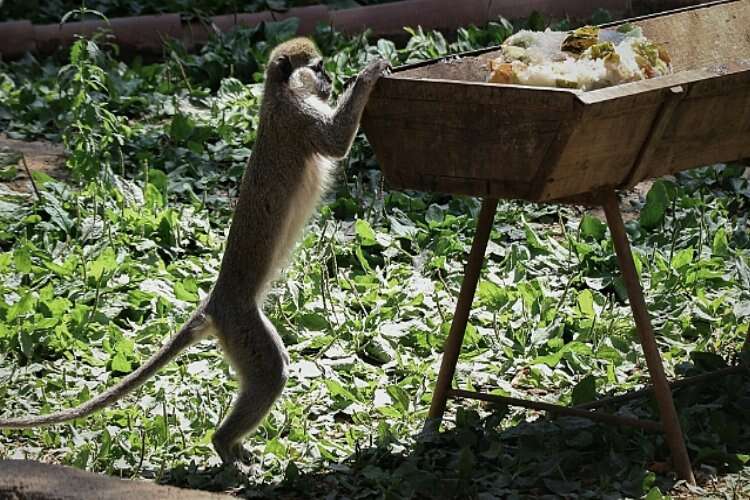 Antalya Hayvanat Bahçesi'nde maymunlara özel buzlu kokteyl