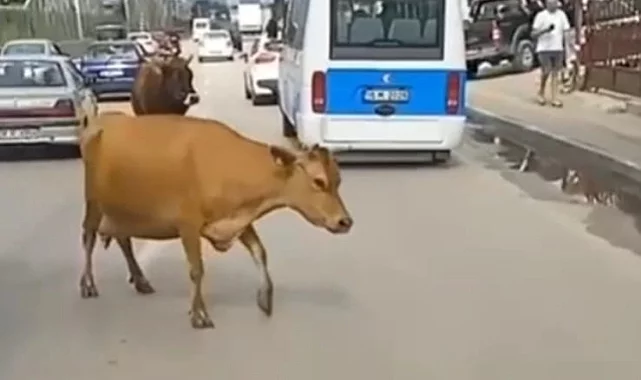 Atlardan sonra Bursa trafiği inekleri de gördü