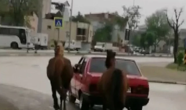 Atları acımadan böyle bağlamıştı! Bursa'daki sürücü cezasız kalmadı