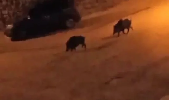 Bursa'da aç kalan domuzlar şehir merkezine indi