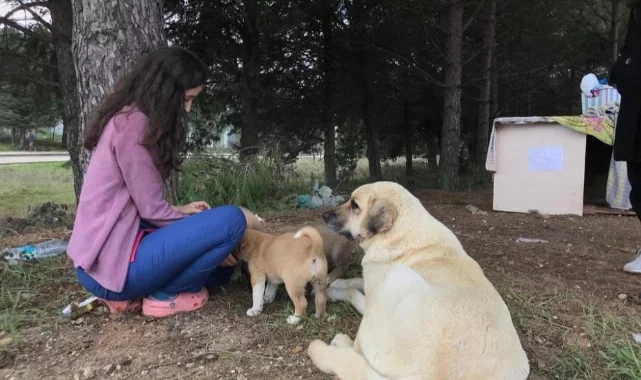 Bursa'da anne köpek sonunda hastane bahçesini yuva belledi 