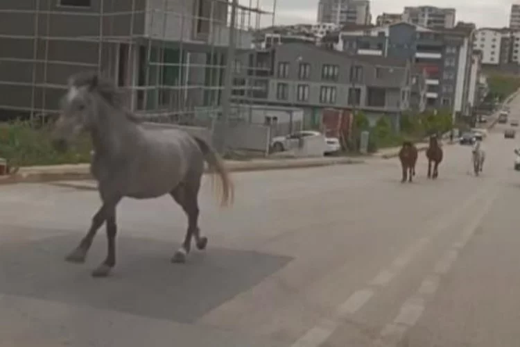 Bursa'da başıboş atlar cadde üzerinde dörtnala koştu