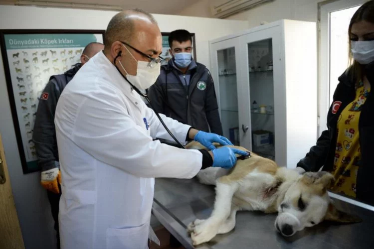 Bursa'da boynu kesilen köpek sağlığına kavuştu