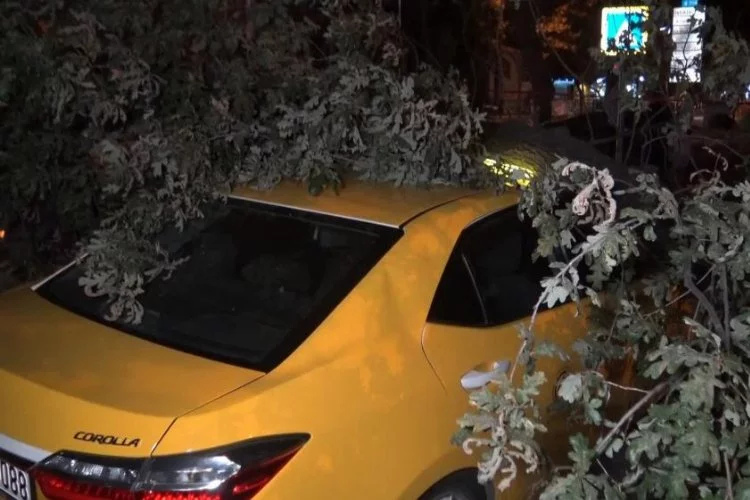 Bursa'da faciadan dönüldü: 193 yıllık ağaç taksi durağına devrildi!