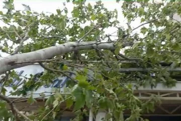 Bursa'da fırtına! Ağaç otomobilin üzerine düştü