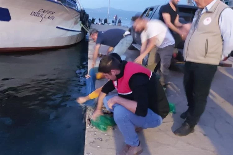 Bursa'da kaçak avlanan bin kilo kum şırlanı denize bırakıldı