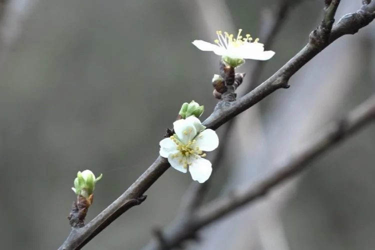 Bursa'da kış bitmeden güneşi gören erik ağacı çiçek açtı