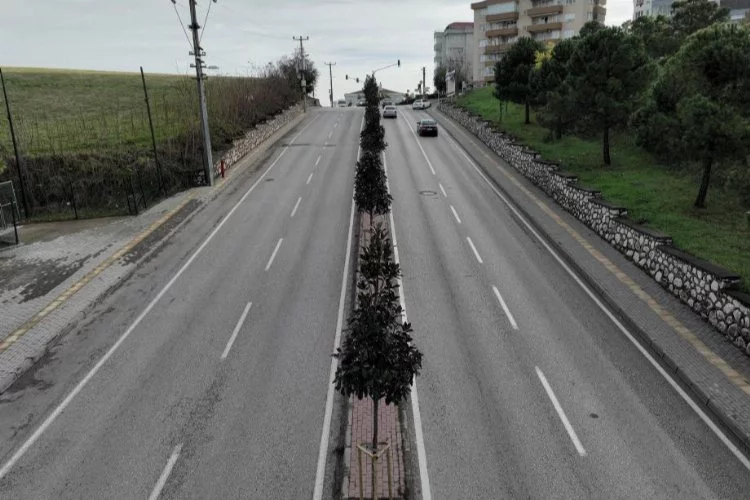 Bursa’da manolya ağaçları caddeleri süsledi