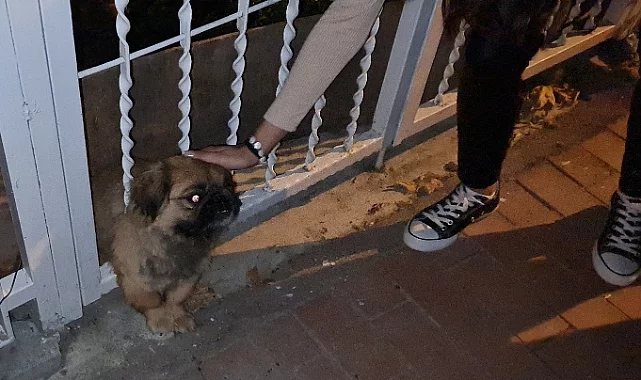 Bursa'da parmaklıklara sıkışan köpeği itfaiye kurtardı