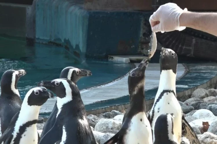 Bursa'da penguenlerin balık keyfi