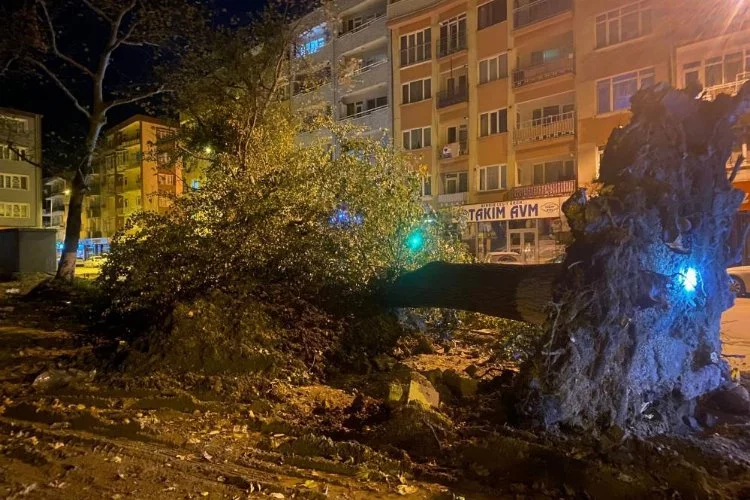 Bursa'da şiddetli lodos, 200 yıllık tarihi 2 çınarı yıktı