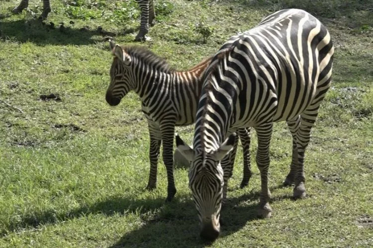 Bursa'da zebra ailesine 3 yeni üye