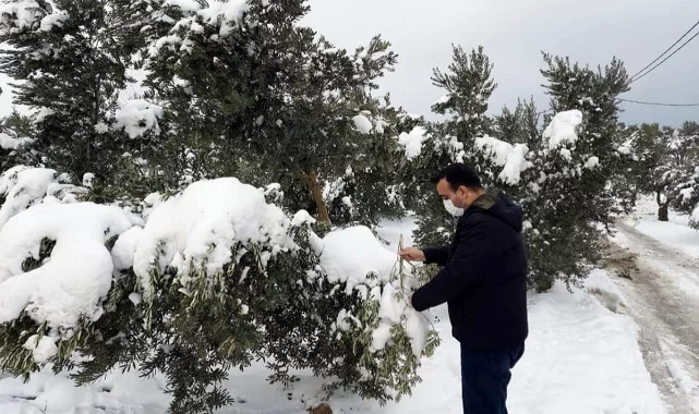 Bursa'da zeytin ağaçlarının dalları kırıldı