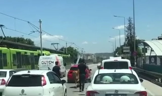 Bursa'daki kaçak boğa trafiği birbirini kattı