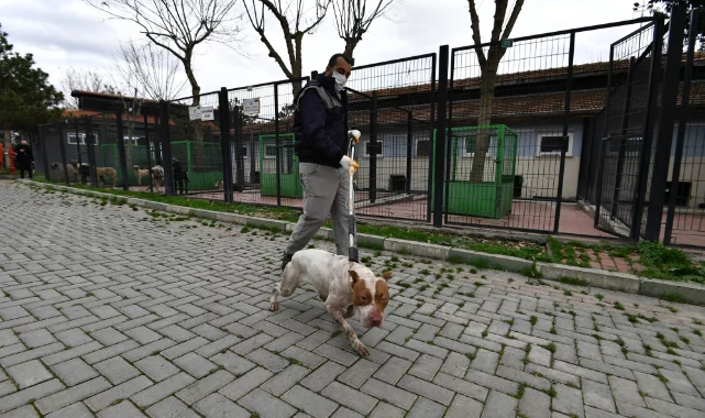 Bursa'nın sahipsiz ve yasaklı köpekleri koruma altında