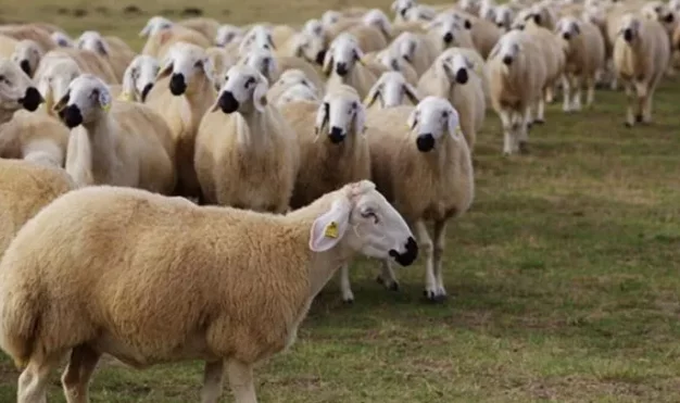 Çobanla 3 koyun karşılığında fuhuş! Sürü sahibi şikayetçi olunca ortaya çıktı