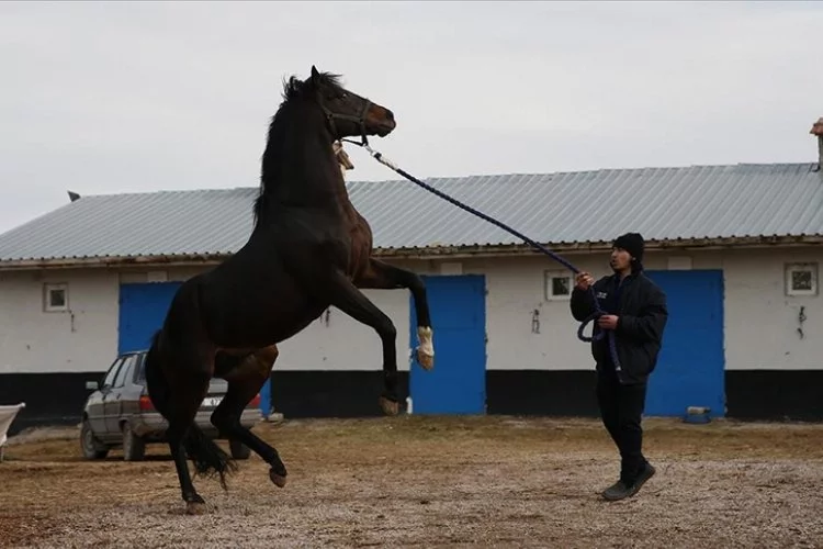 Gazi Koşusu'nu kazanmıştı: O at damızlık olarak kullanılıyor