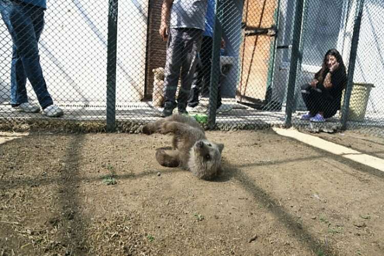 Kayseri'deki hayvanat bahçesine 2 yavru ayı geldi