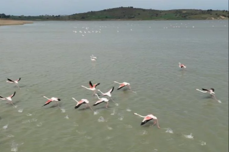 Tarihi Alan'daki Suvla Gölü'nün misafiri flamingolar geldi