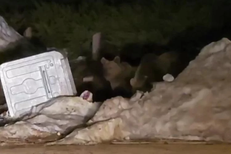 Uludağ'da aç kalan ayılar çöp konteynerlerine dadandı