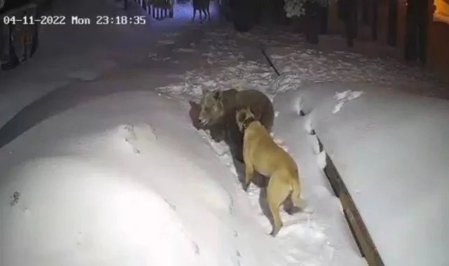 Uludağ’da ayı ile köpeğin boğuşması kameralarda  