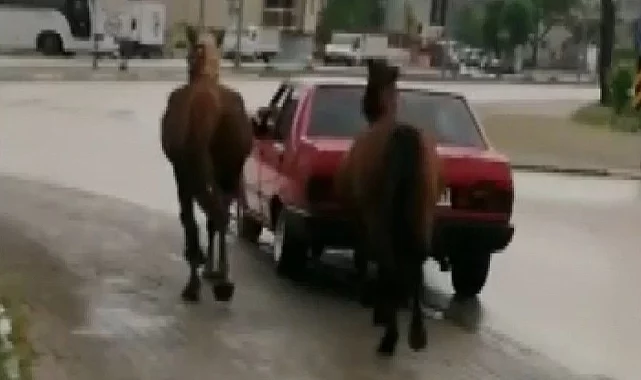 Yazıklar olsun... Bursa'da atlara böyle eziyet ettiler
